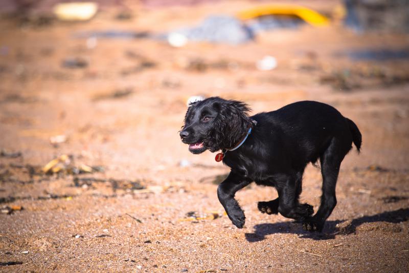 Dog friendly beaches in the South Hams