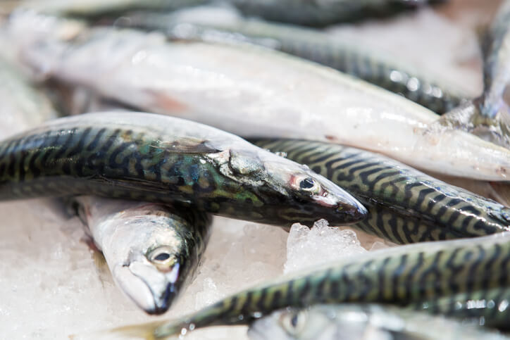 Brixham fish market tours